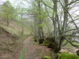 Randonnée en forêt