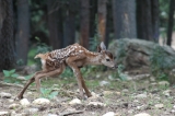 Appel à la mobilisation pour l'avenir du Parc animalier