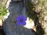 Végétation sud des Pyrénées