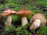 Un weekend sur les Champignons à Borau.