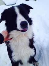 Trouvé chien mâle X border collie