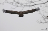 Réouverture du Parc Ours le samedi 21 mars 2015